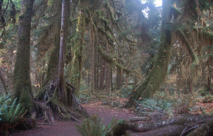 The Hoh Rain Forest, Washington's OP